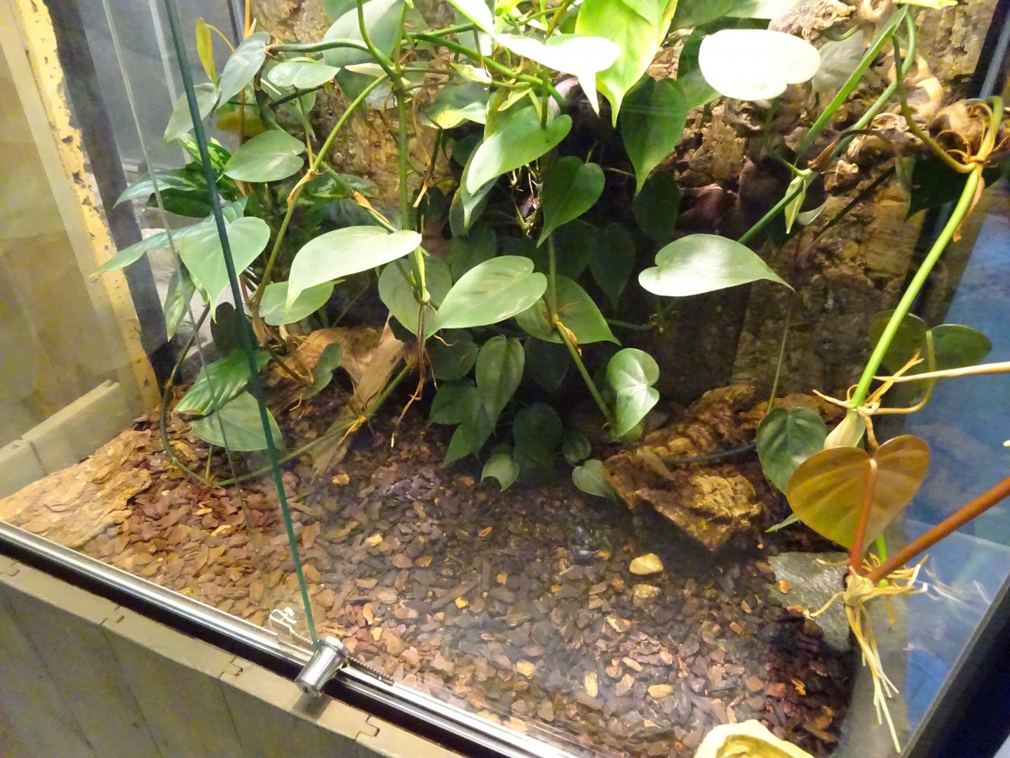 Skansen-Akvariet - Scorpion exhibit