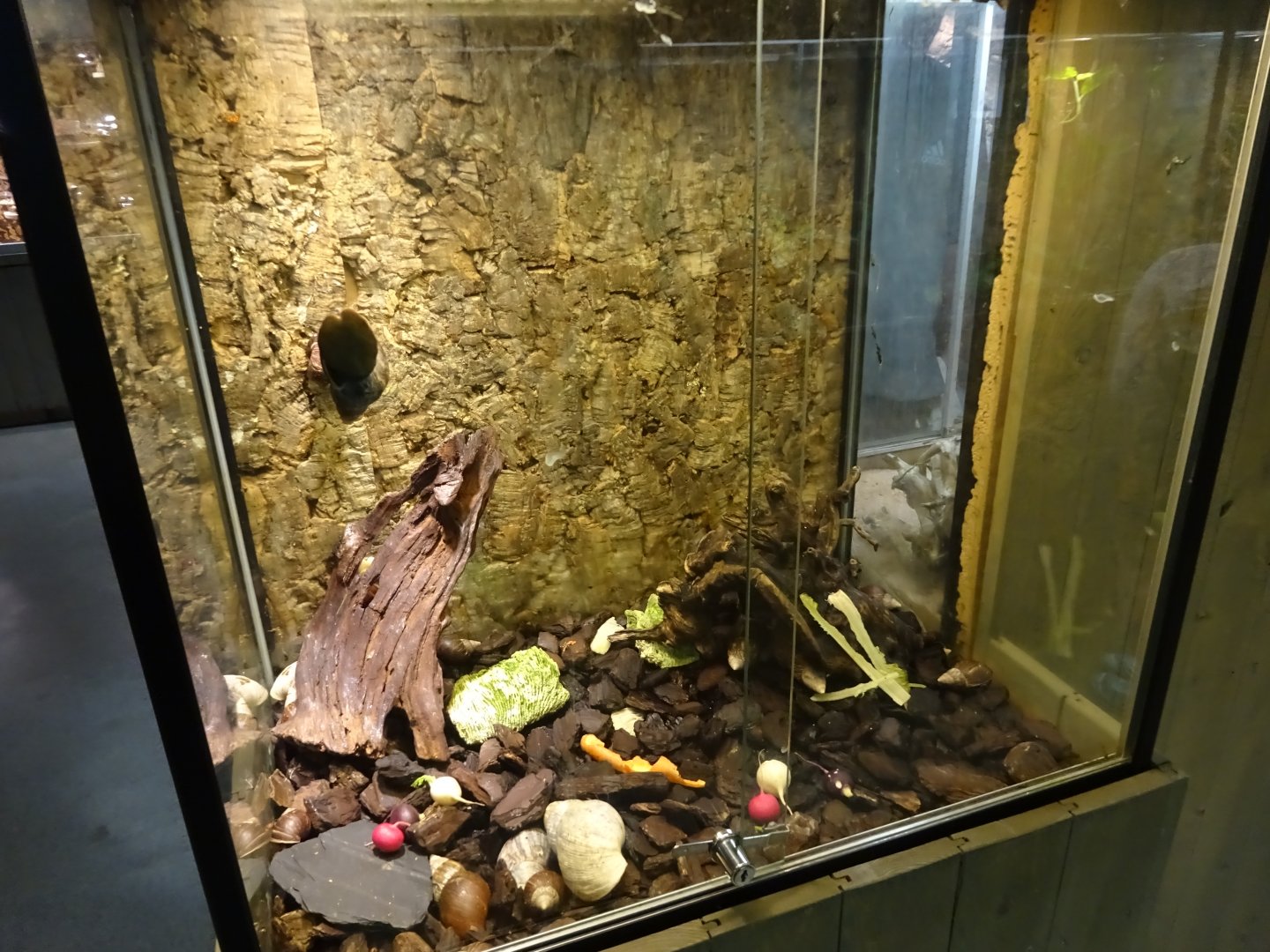 Skansen-Akvariet - Snail exhibit