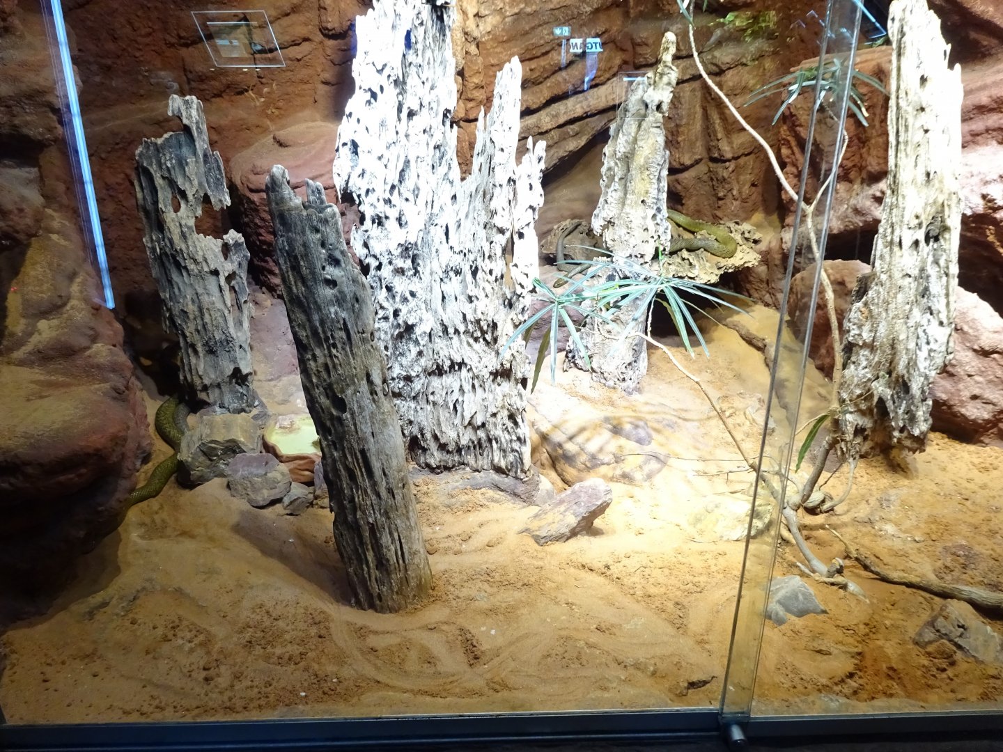 Skansen-Akvariet - Taipan exhibit