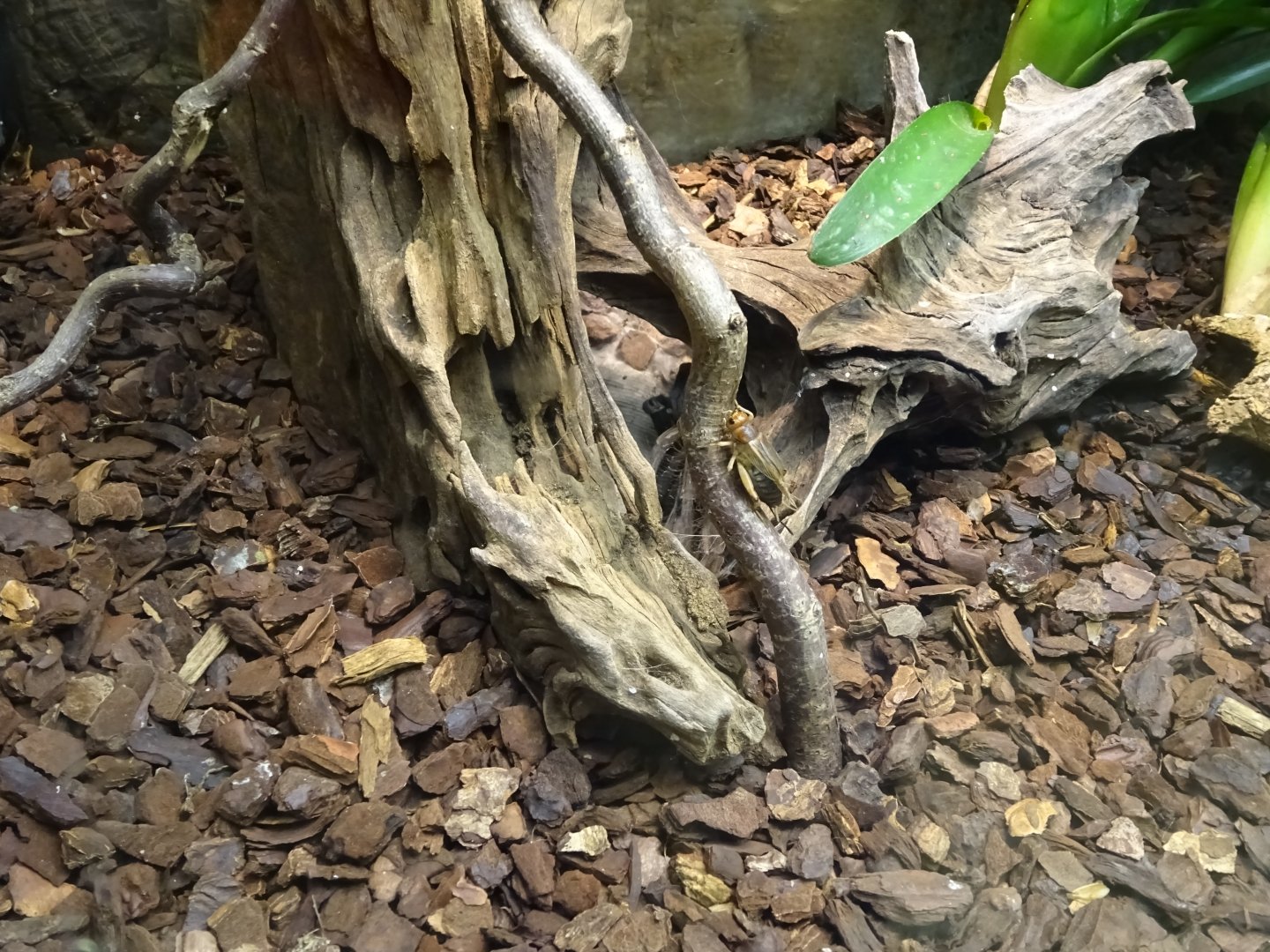 Skansen-Akvariet - Tarantula exhibit #1