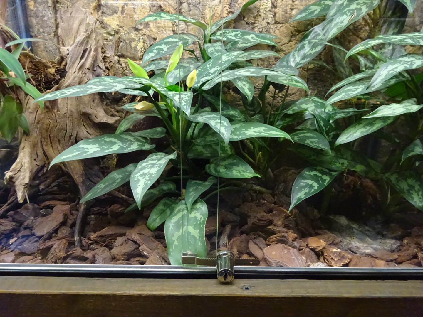 Skansen-Akvariet - Tarantula exhibit #2