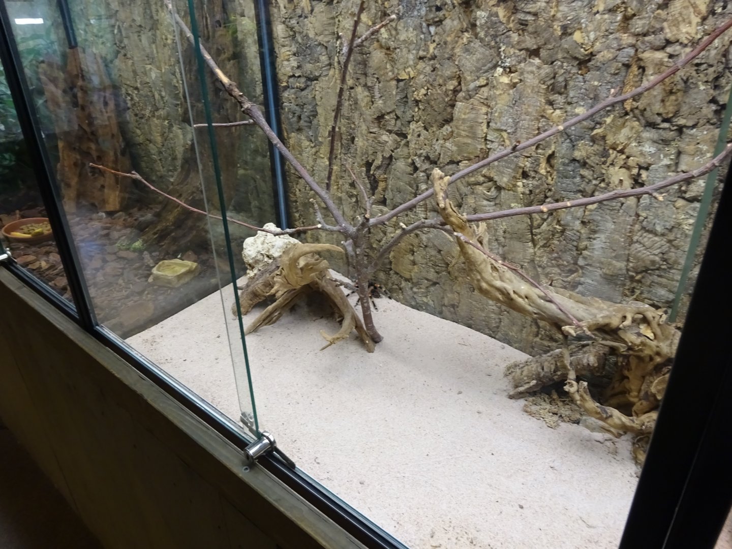 Skansen-Akvariet - Tarantula exhibit #3