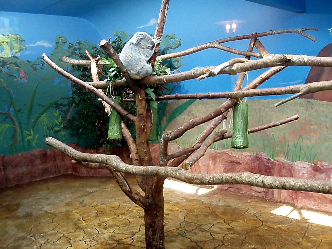 Skansen Aquarium - Koala exhibit