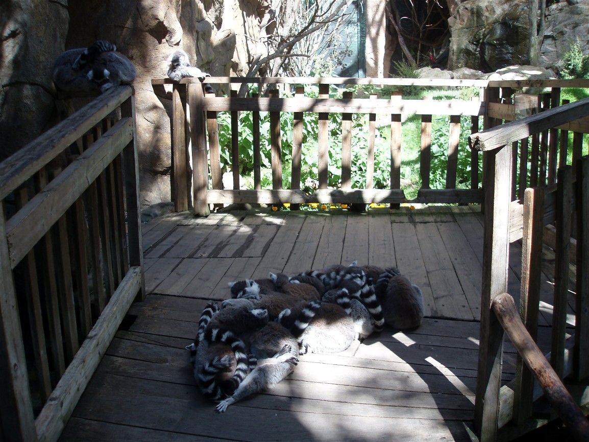 Skansen Aquarium - Lemurs