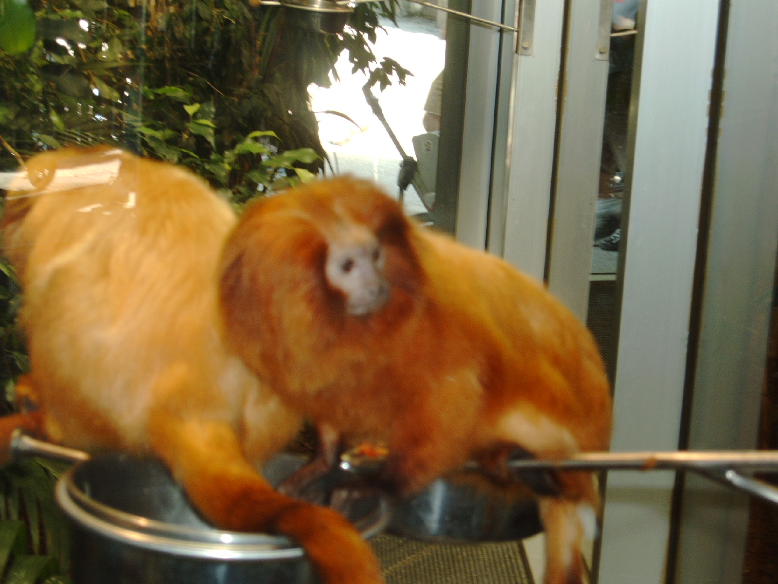 skansen aquarium monkeys south american