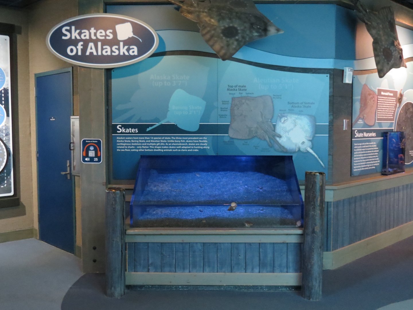 Skates Of Alaska Exhibit