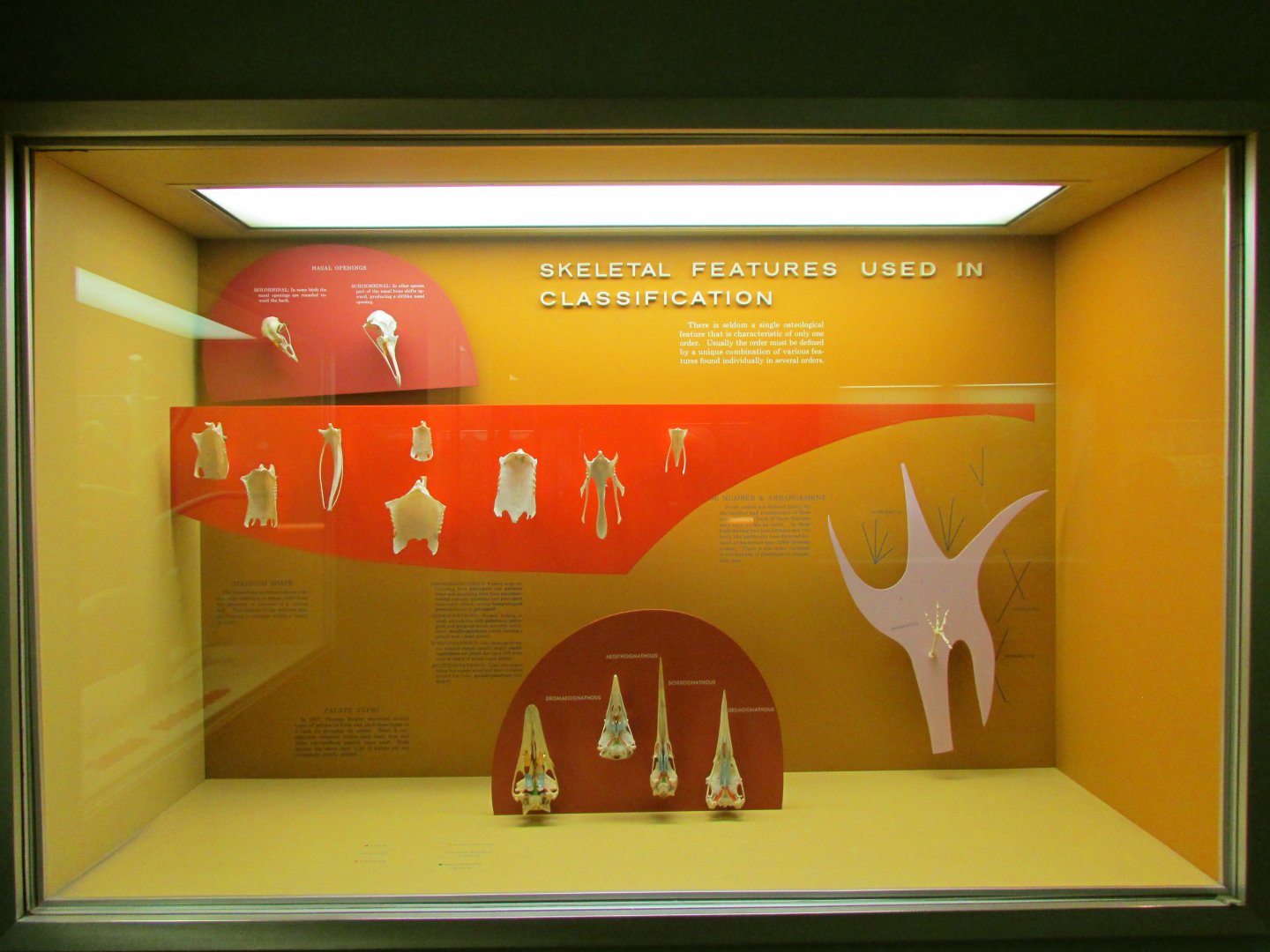 Skeletal Features Used In Bird Classification