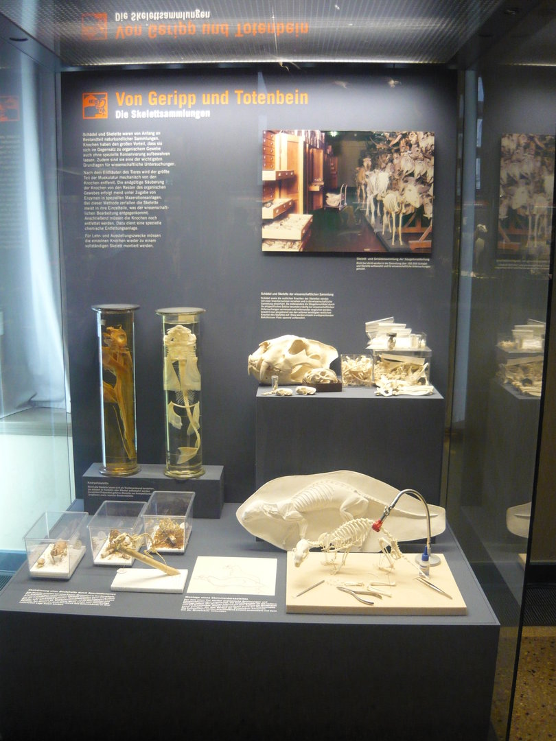 Skeletal specimens