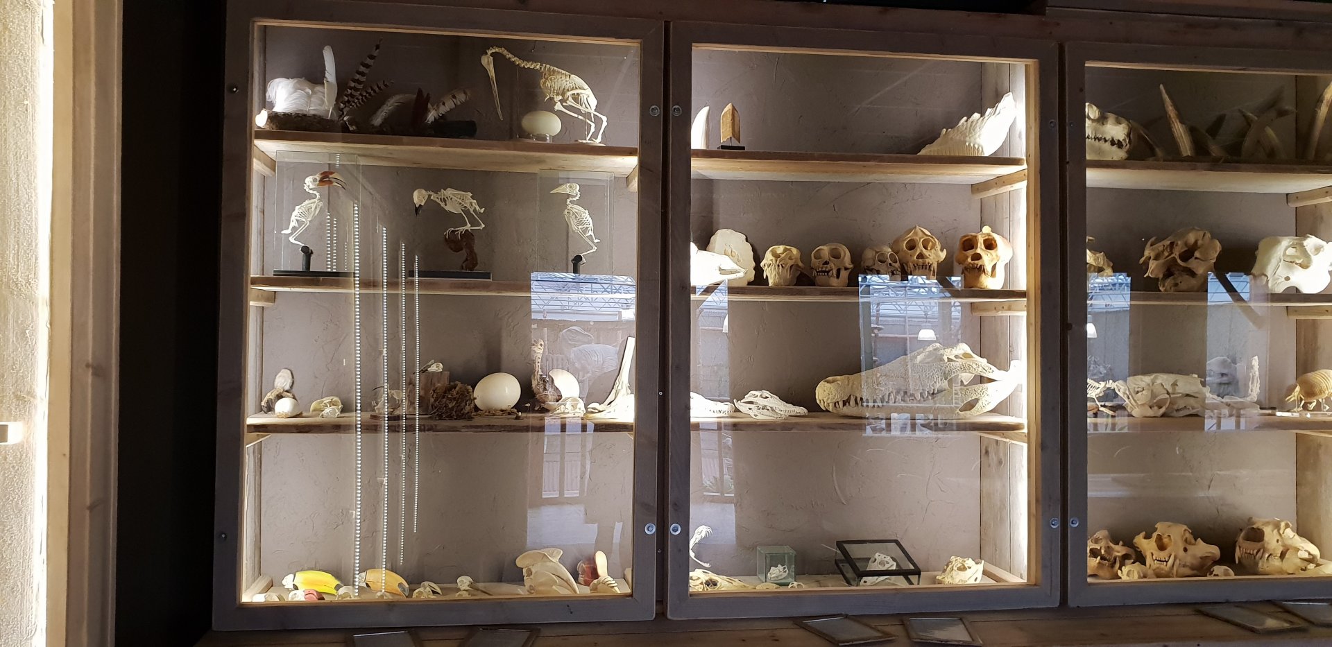 Skeleton and skull-display