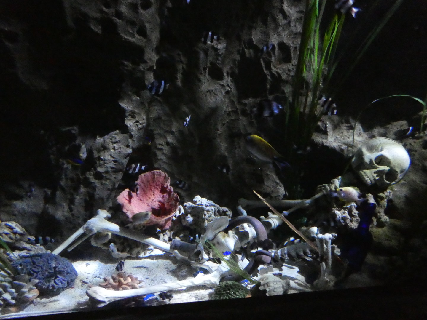 Skeleton aquarium decoration - Skegness Aquarium