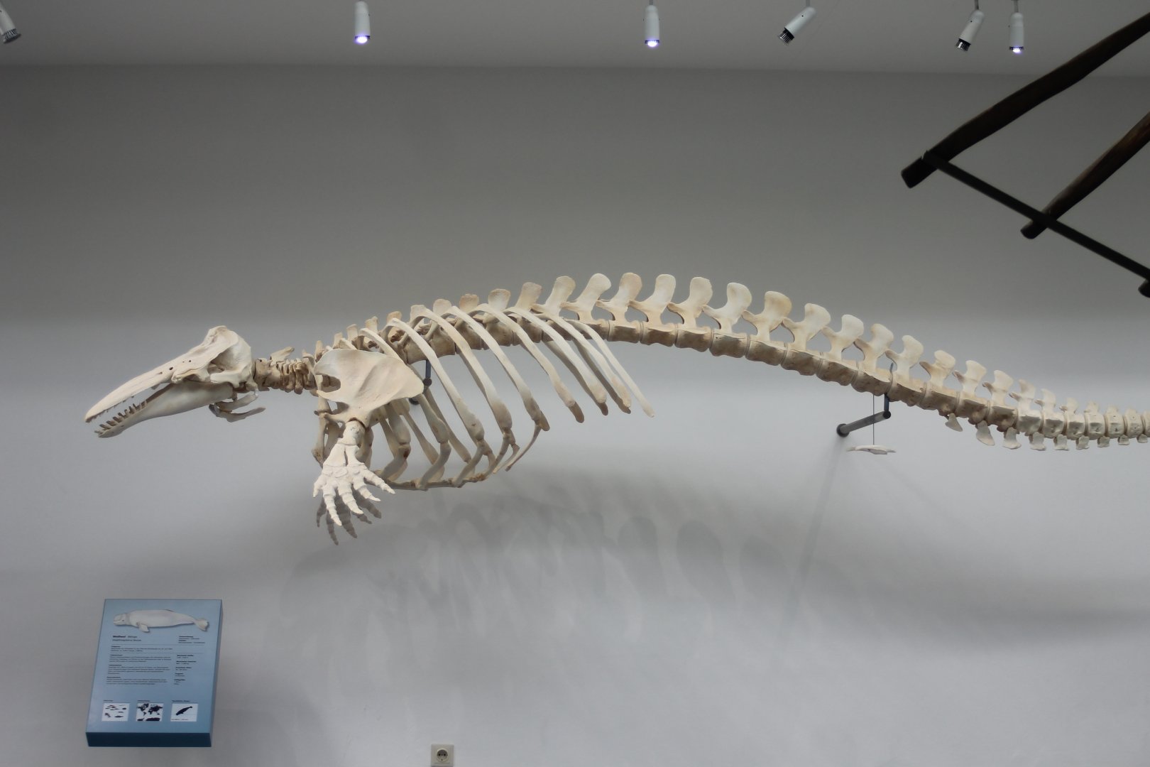 Skeleton Beluga