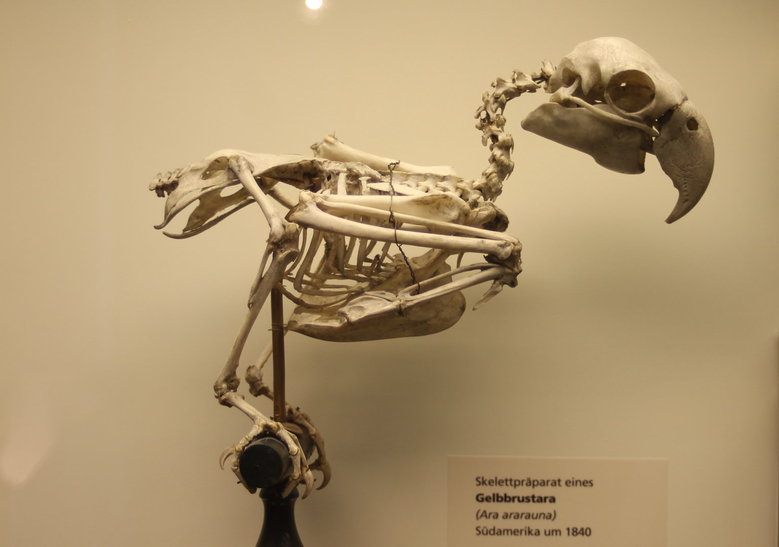 Skeleton Blue and yellow macaw