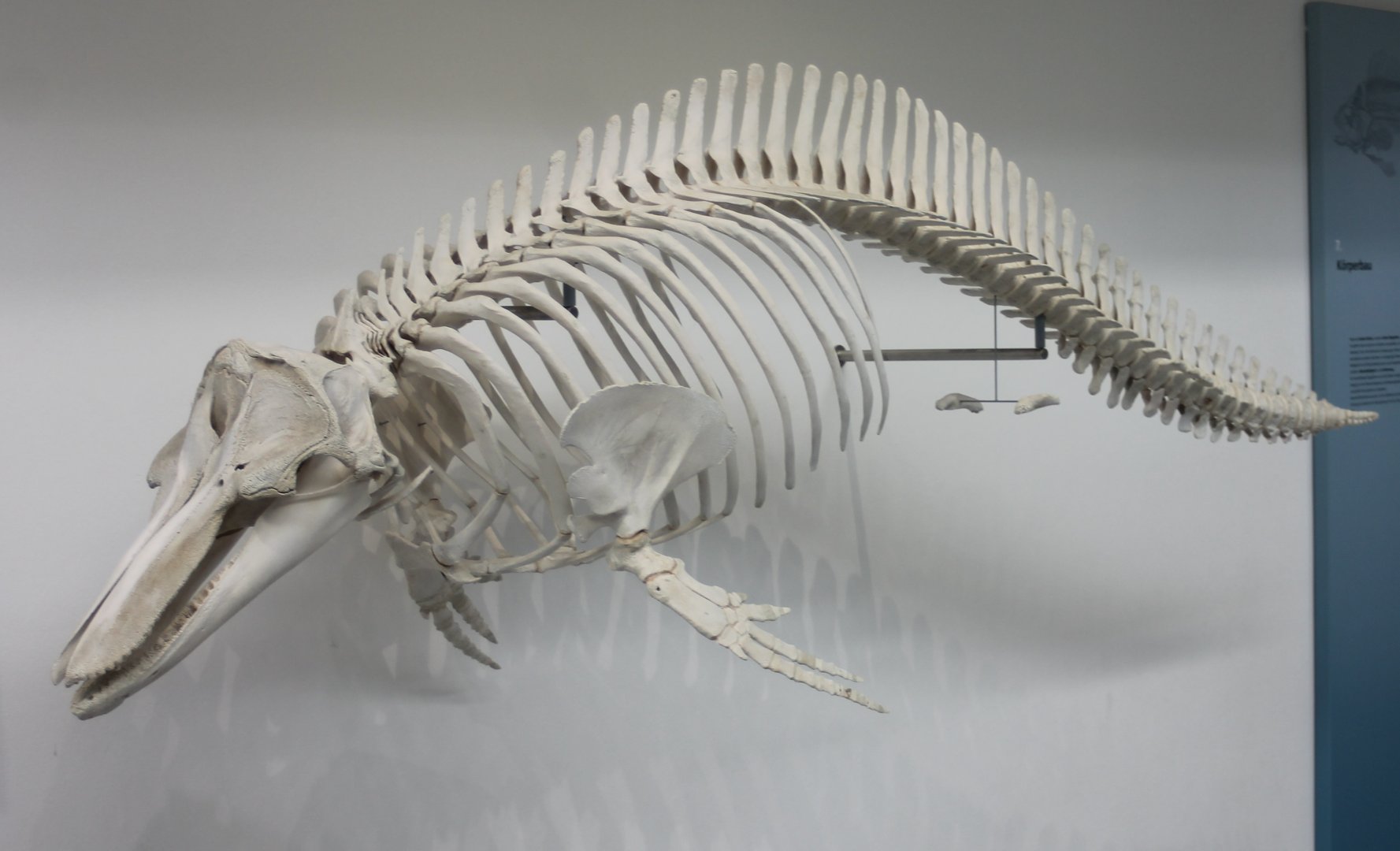Skeleton Bottle-nosed dolphin