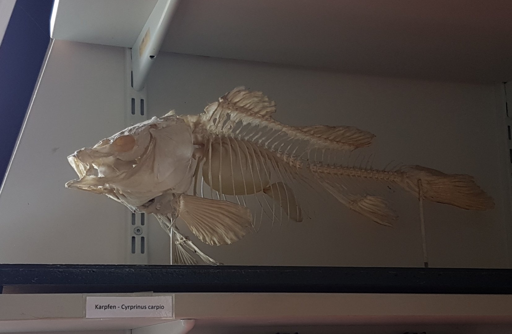 Skeleton Carp