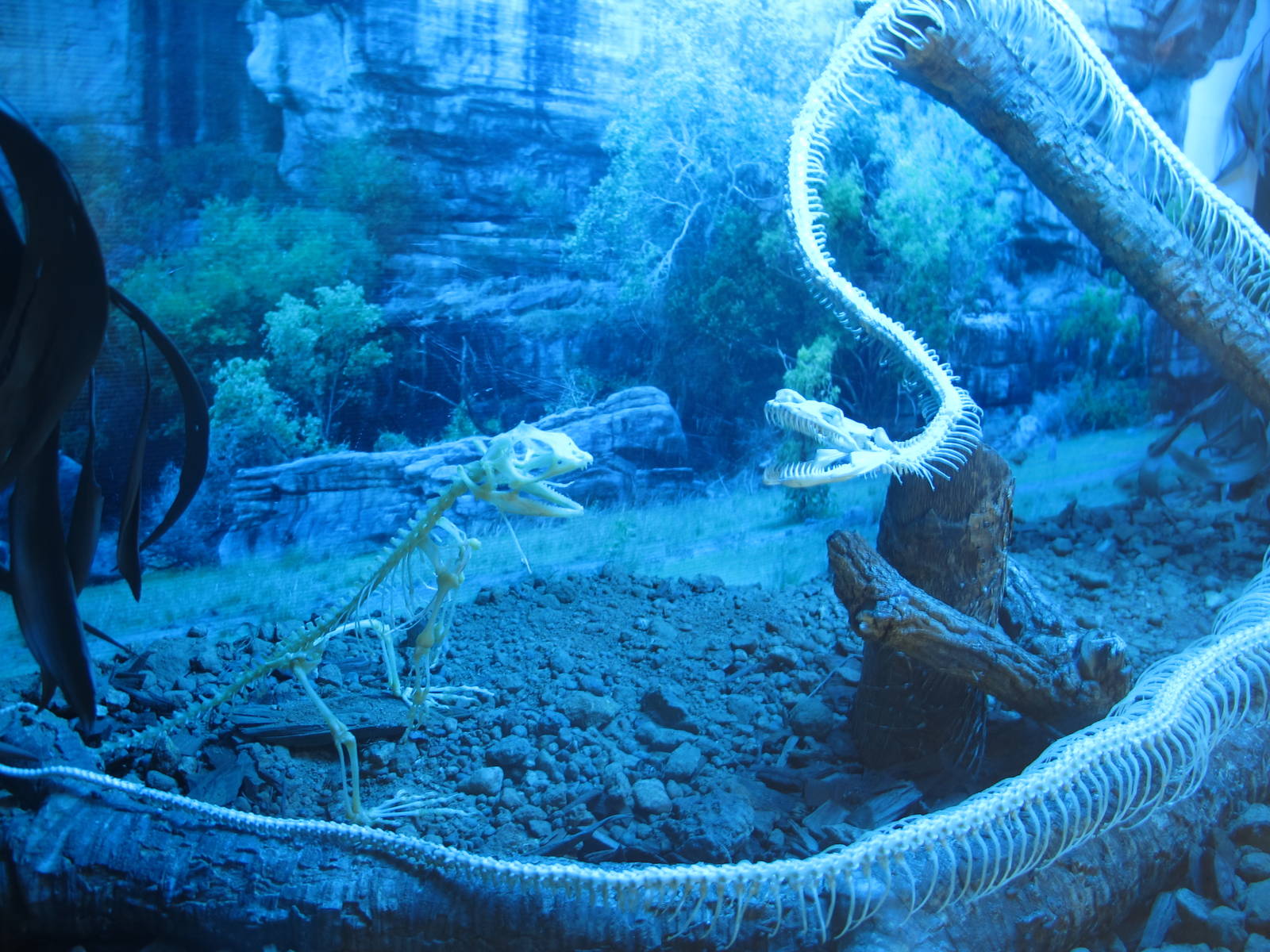 Skeleton Display - Crocosaurus Cove