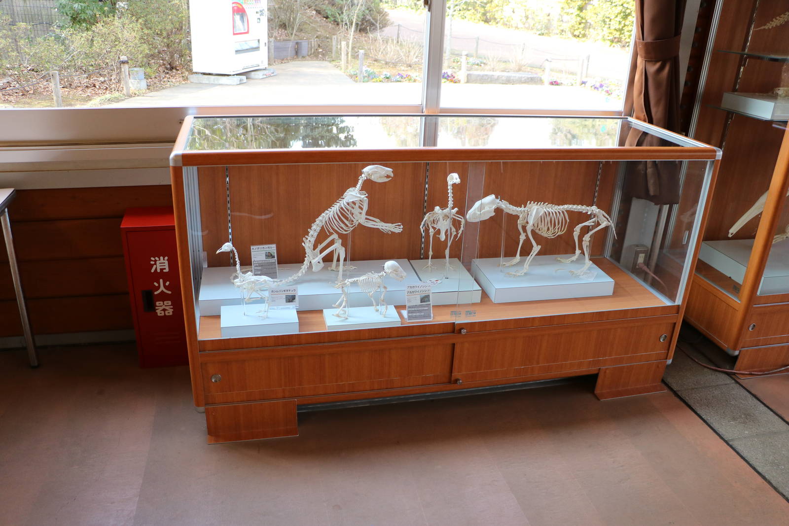 Skeleton display, February 2016