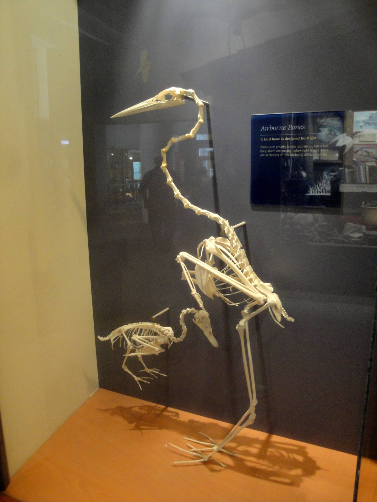 Skeleton Display