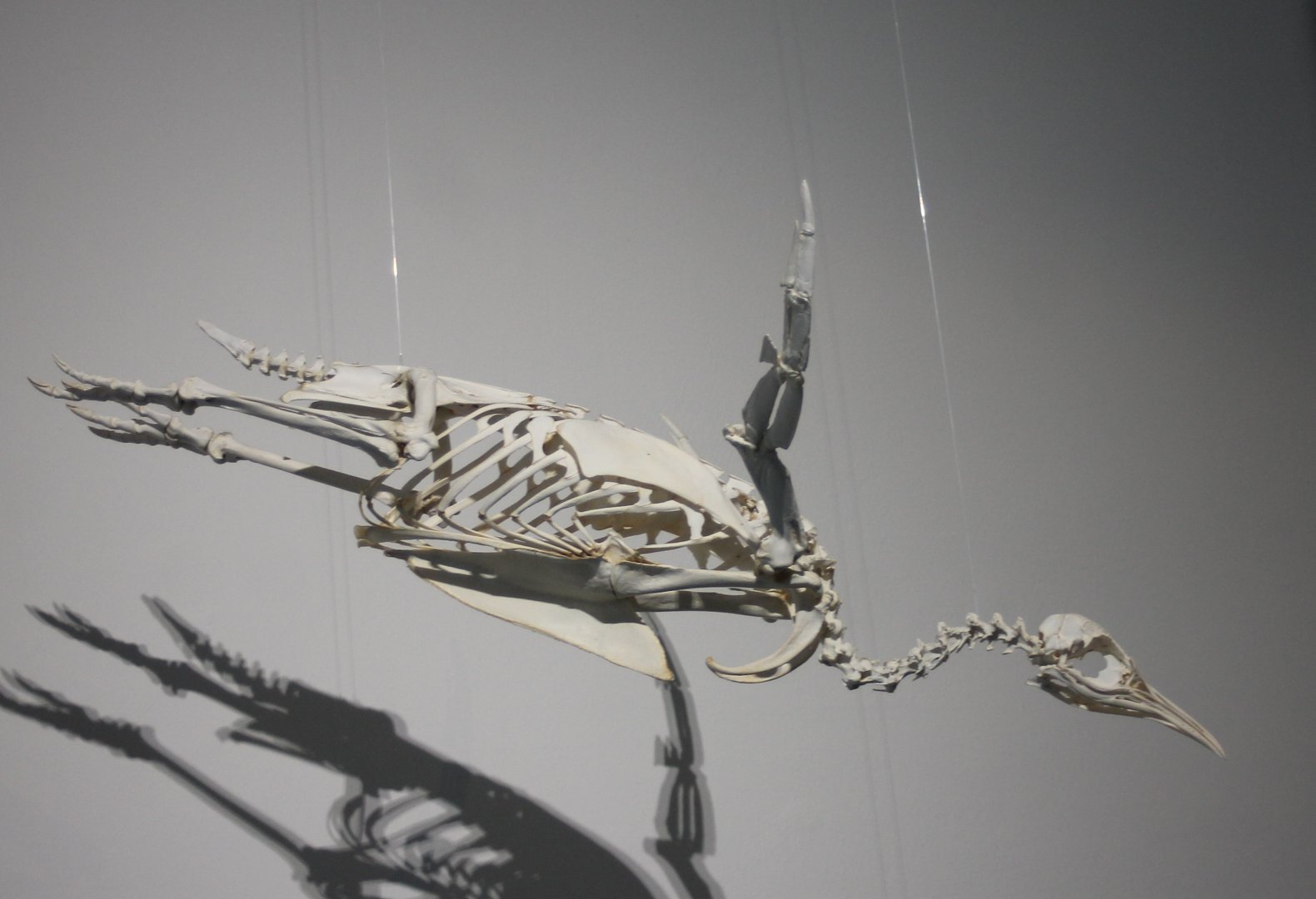 Skeleton Emperor penguin