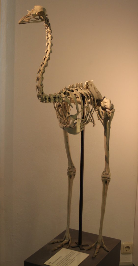 Skeleton Emu