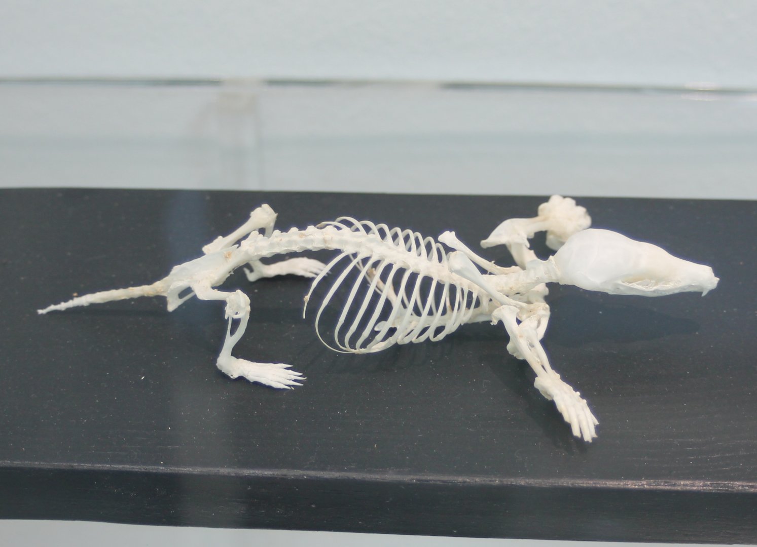 Skeleton European mole