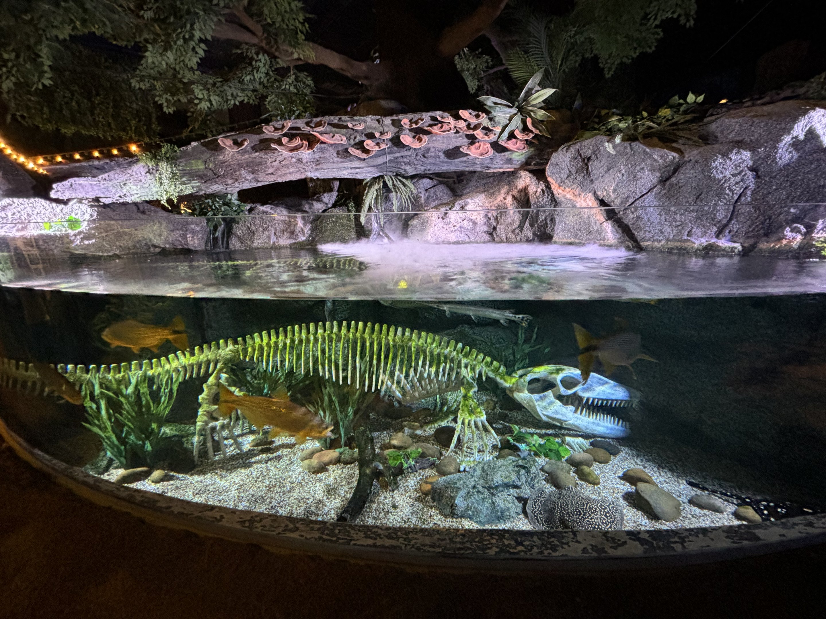 “Skeleton” Exhibit