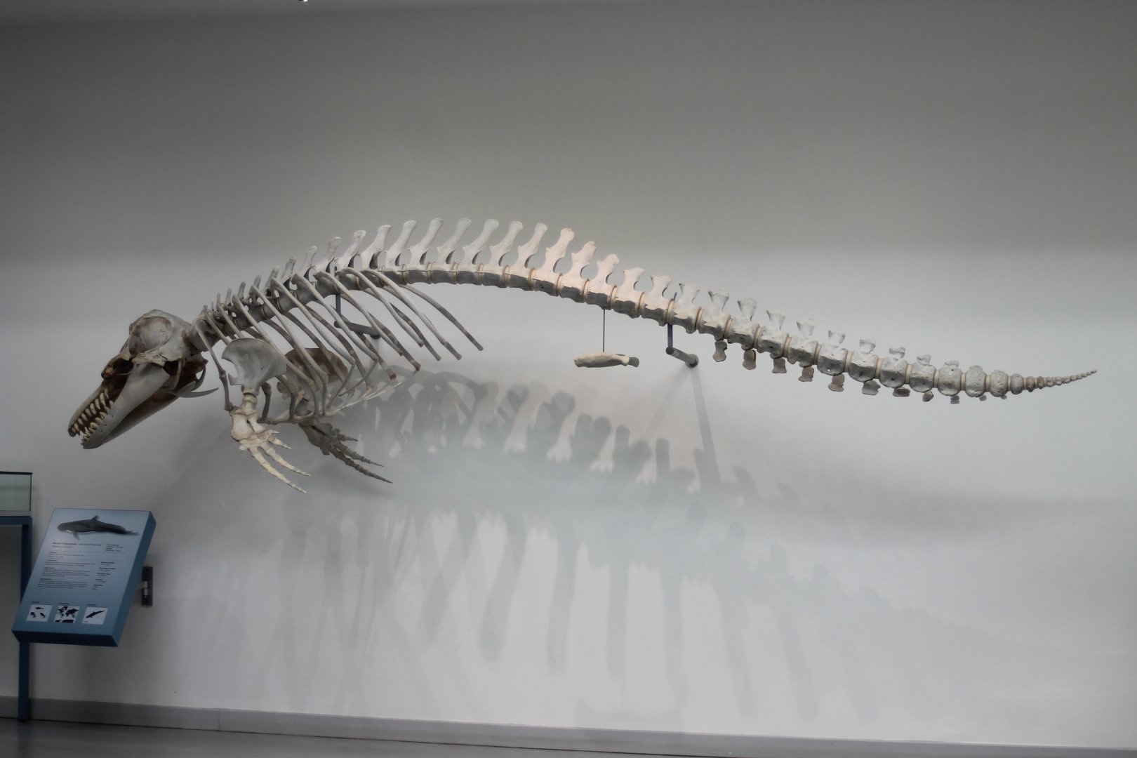 Skeleton False killer whale