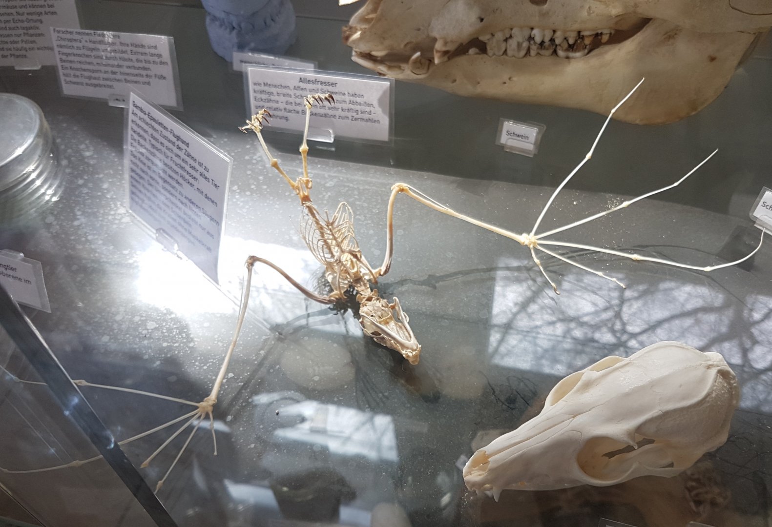 Skeleton Gambian epailleted bat