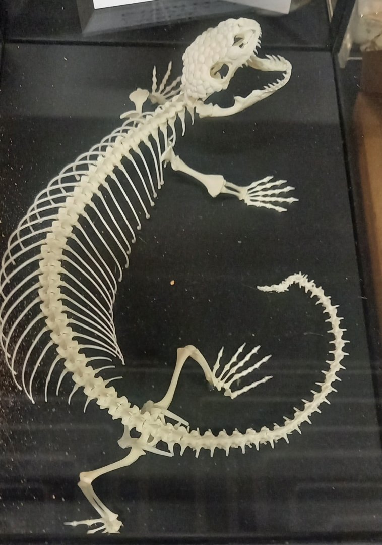 Skeleton Gila monster