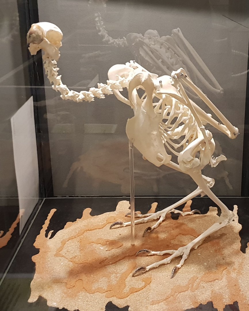 Skeleton Griffon vulture