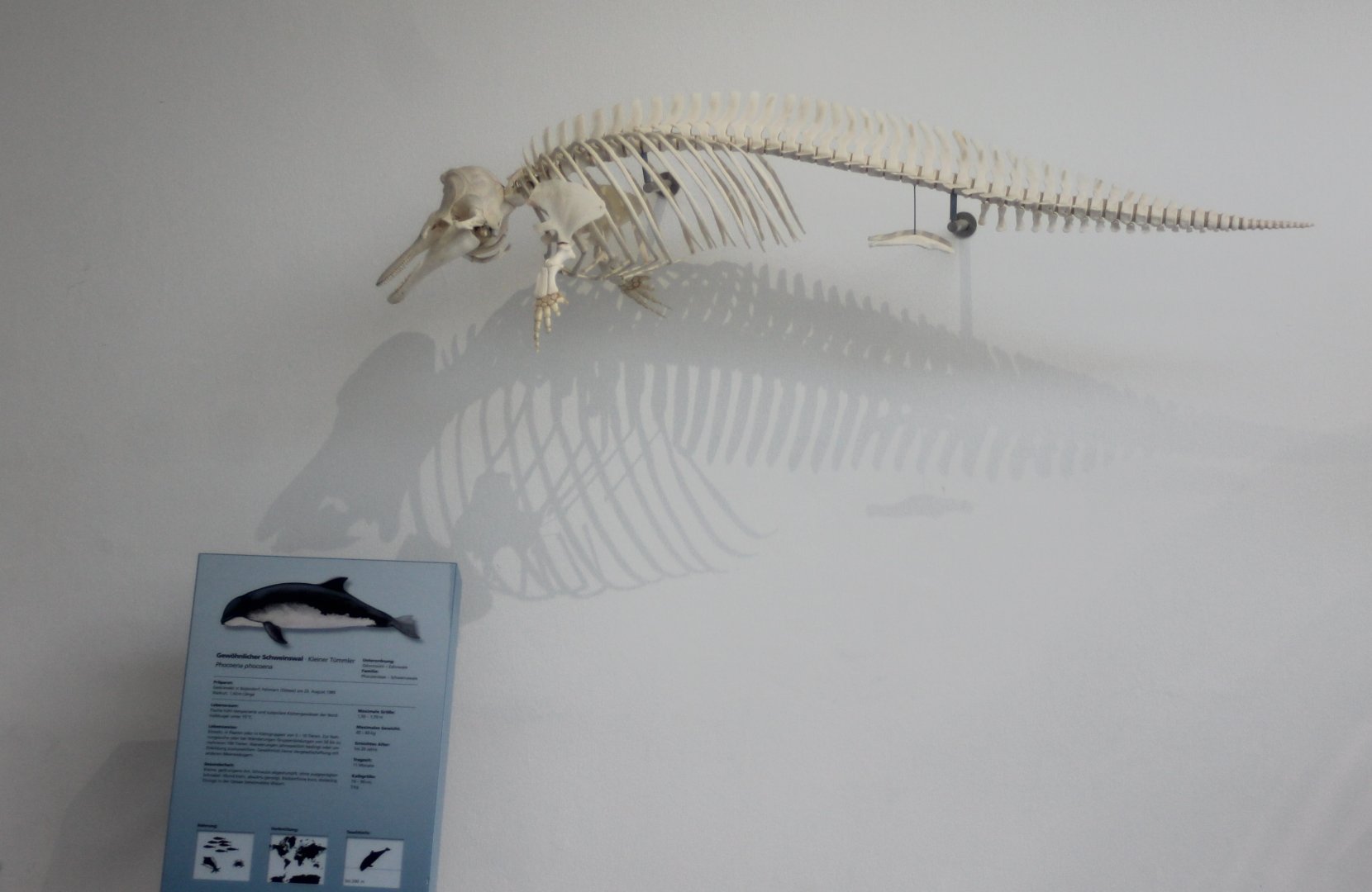 Skeleton Harbour porpoise