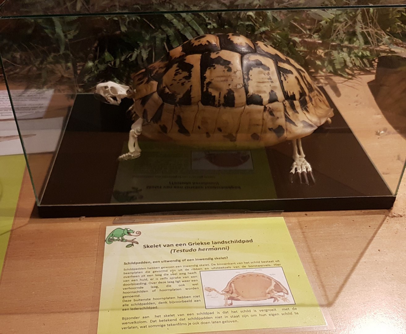 Skeleton Herman's tortoise