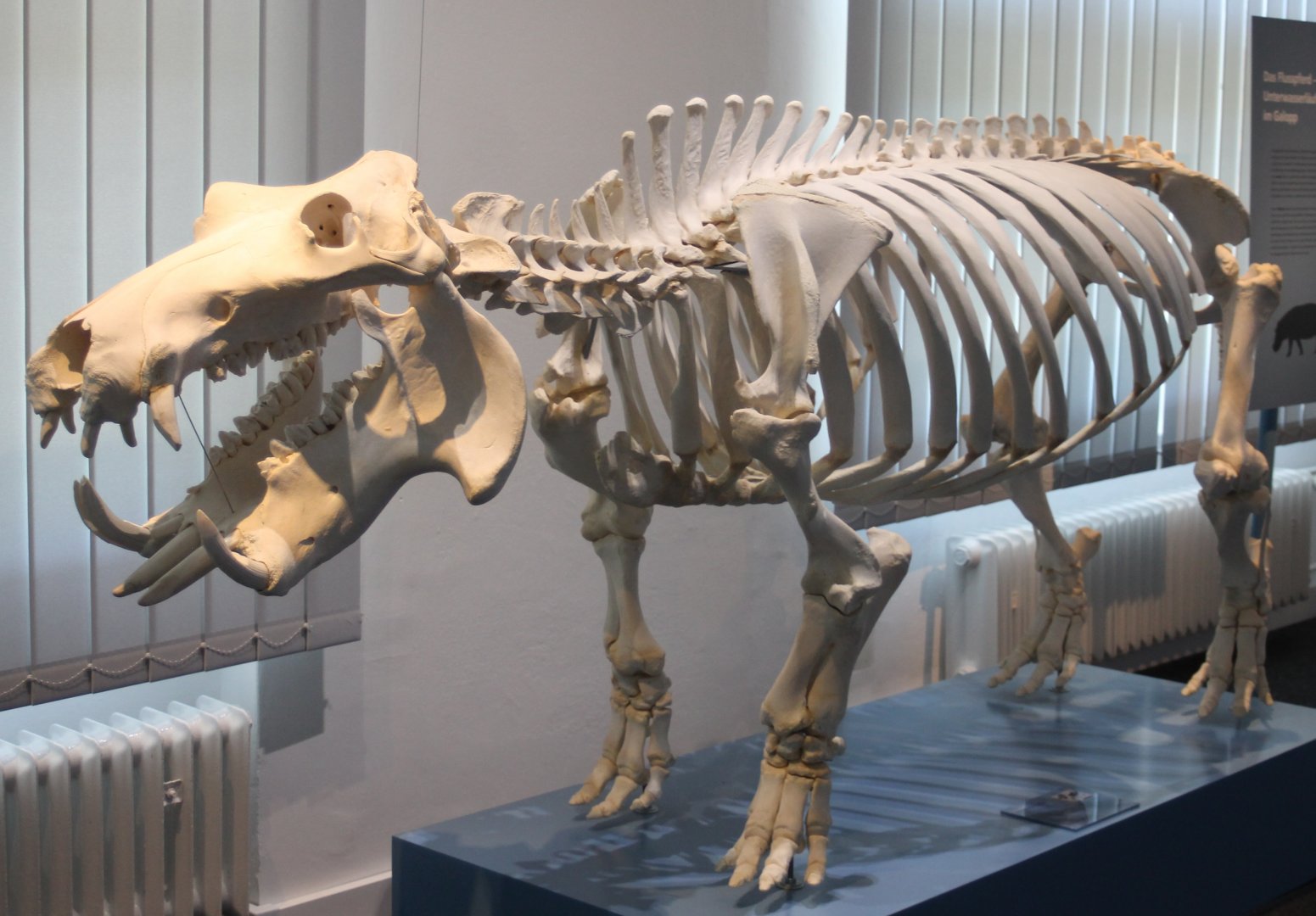 Skeleton Hippo