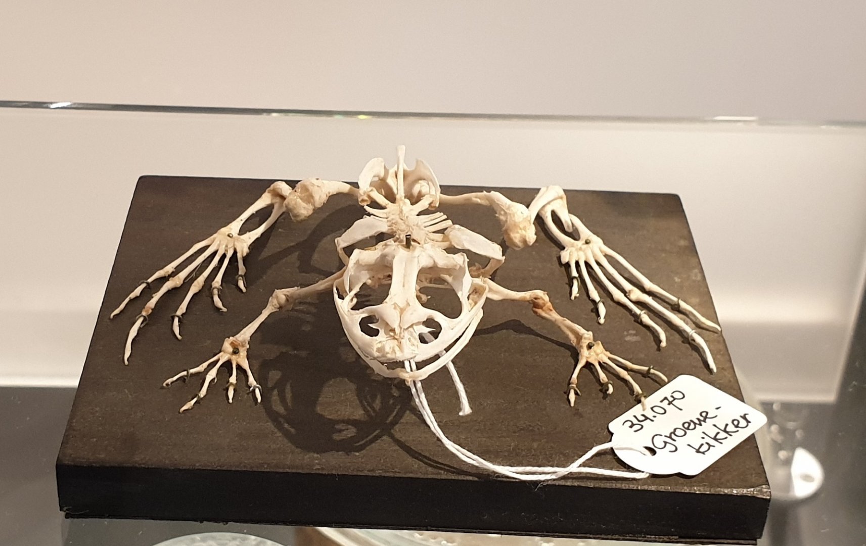 Skeleton Hybrid frog