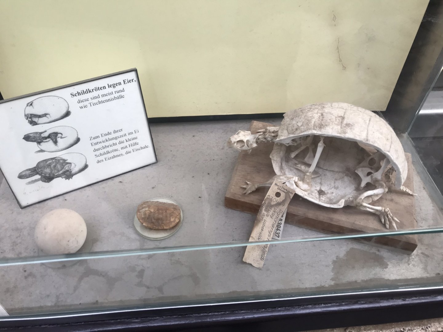 Skeleton in Chelonian display cabinet 280118