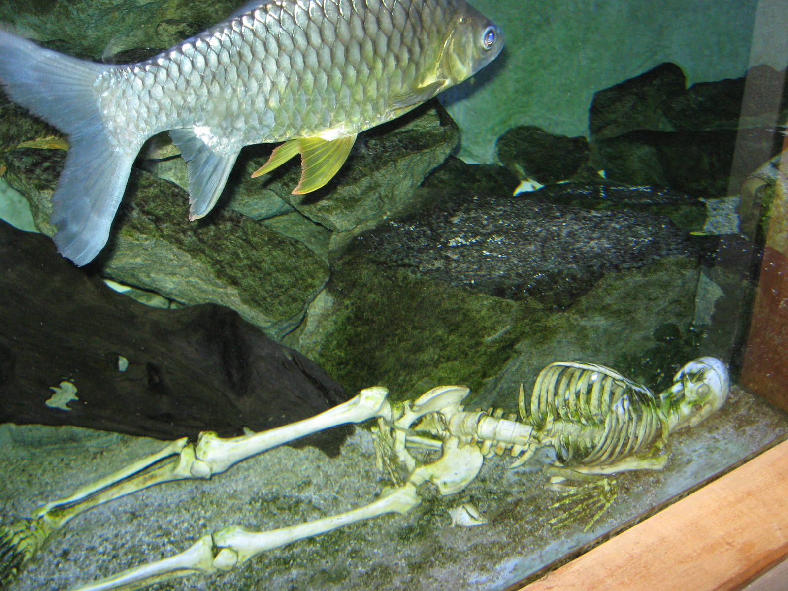 skeleton in the tropical freshwater tank