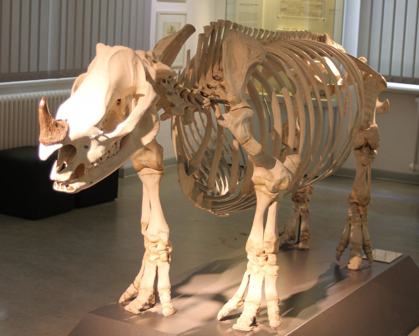 Skeleton Javan rhinoceros