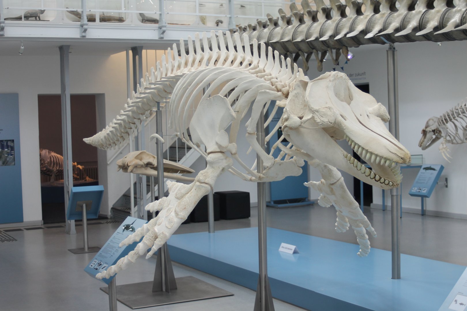 Skeleton Killer whale
