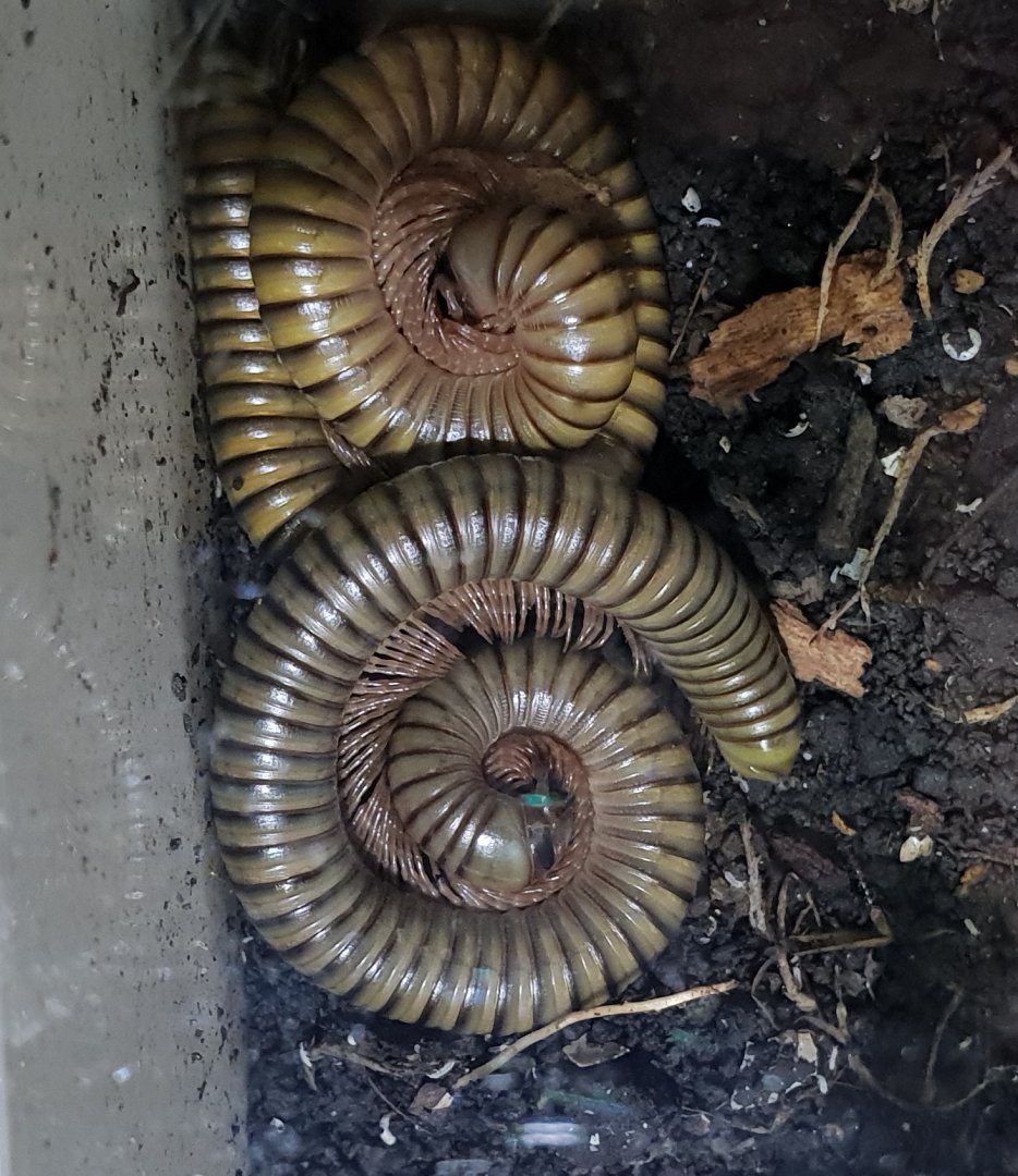 Skeleton-leg millipedes - Telodeinopus aoutii