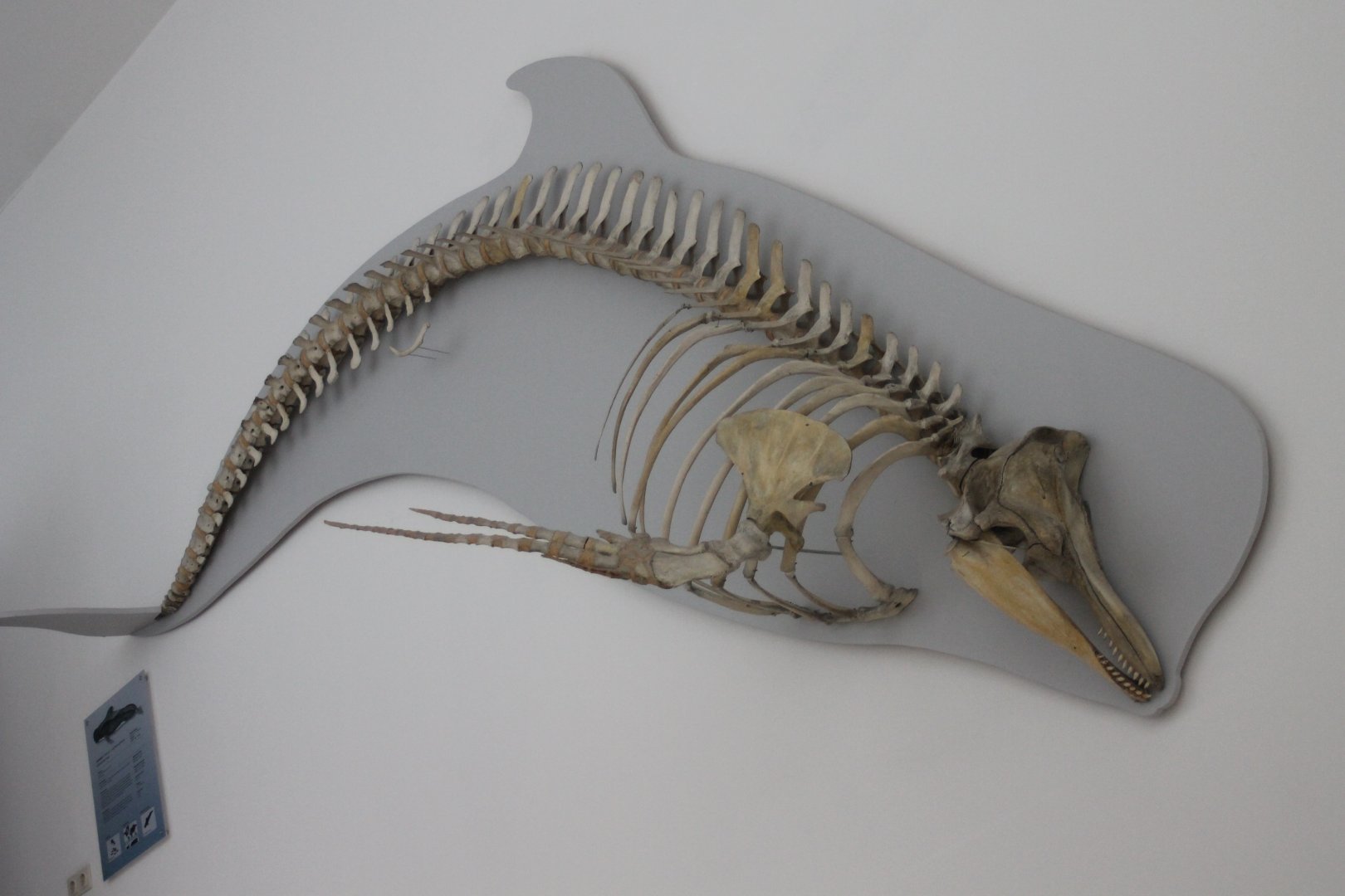 Skeleton Long-finned pilot whale