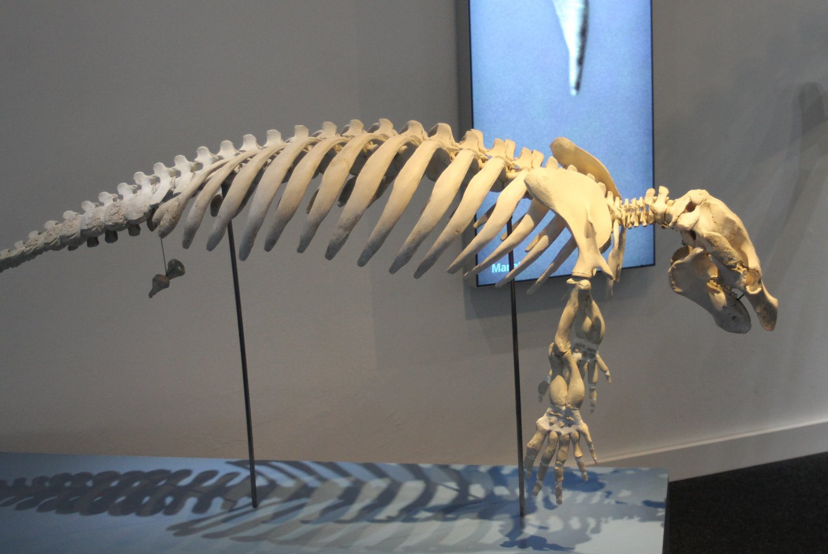 Skeleton Manatee