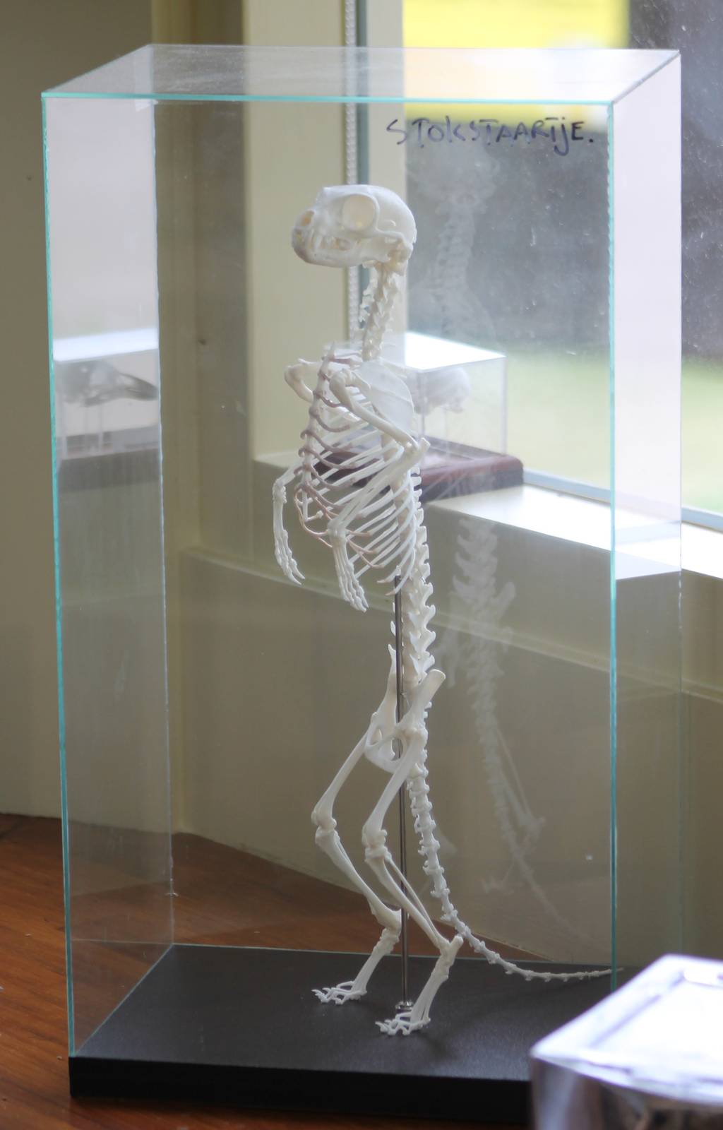 Skeleton Meerkat