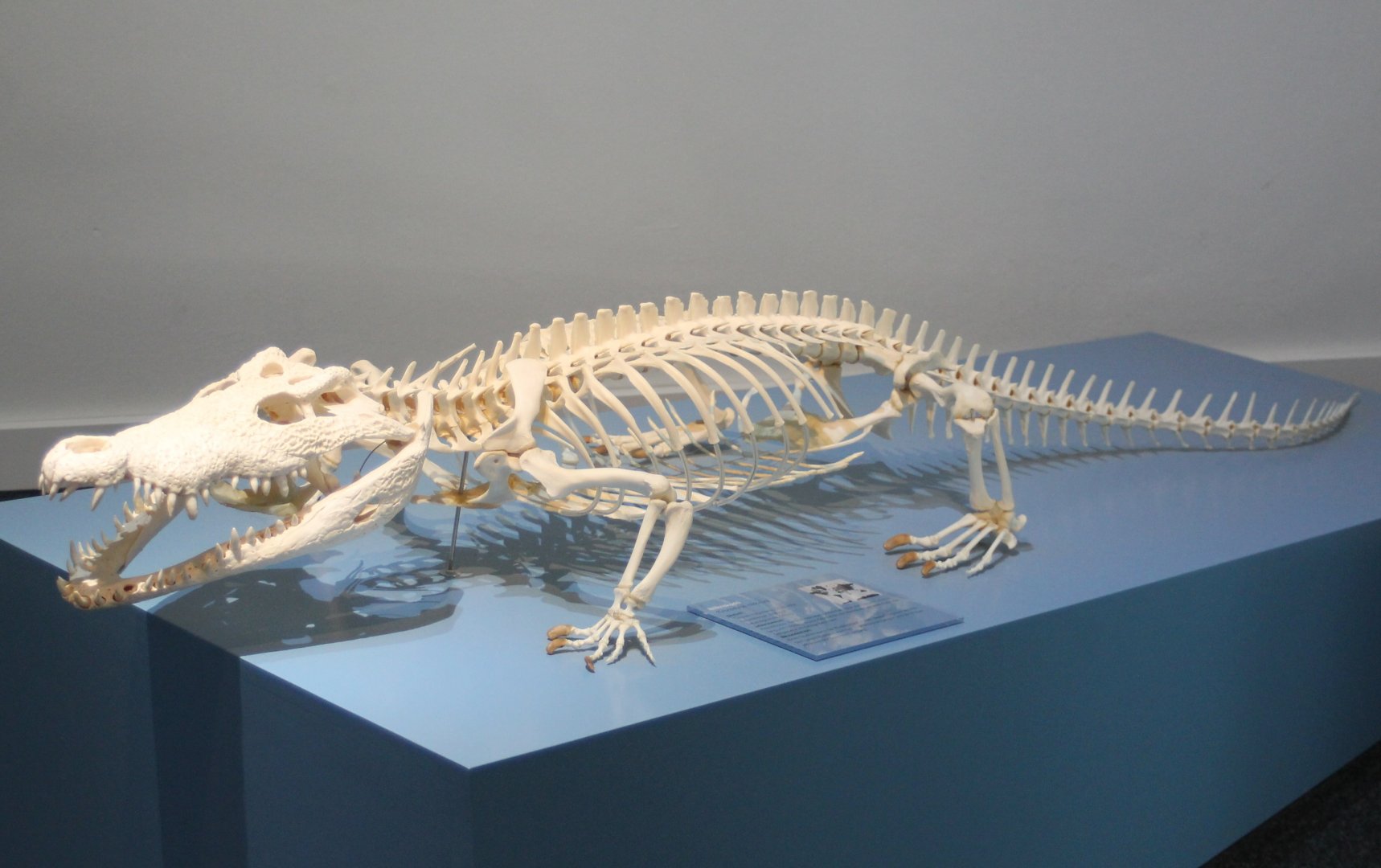 Skeleton Nile crocodile