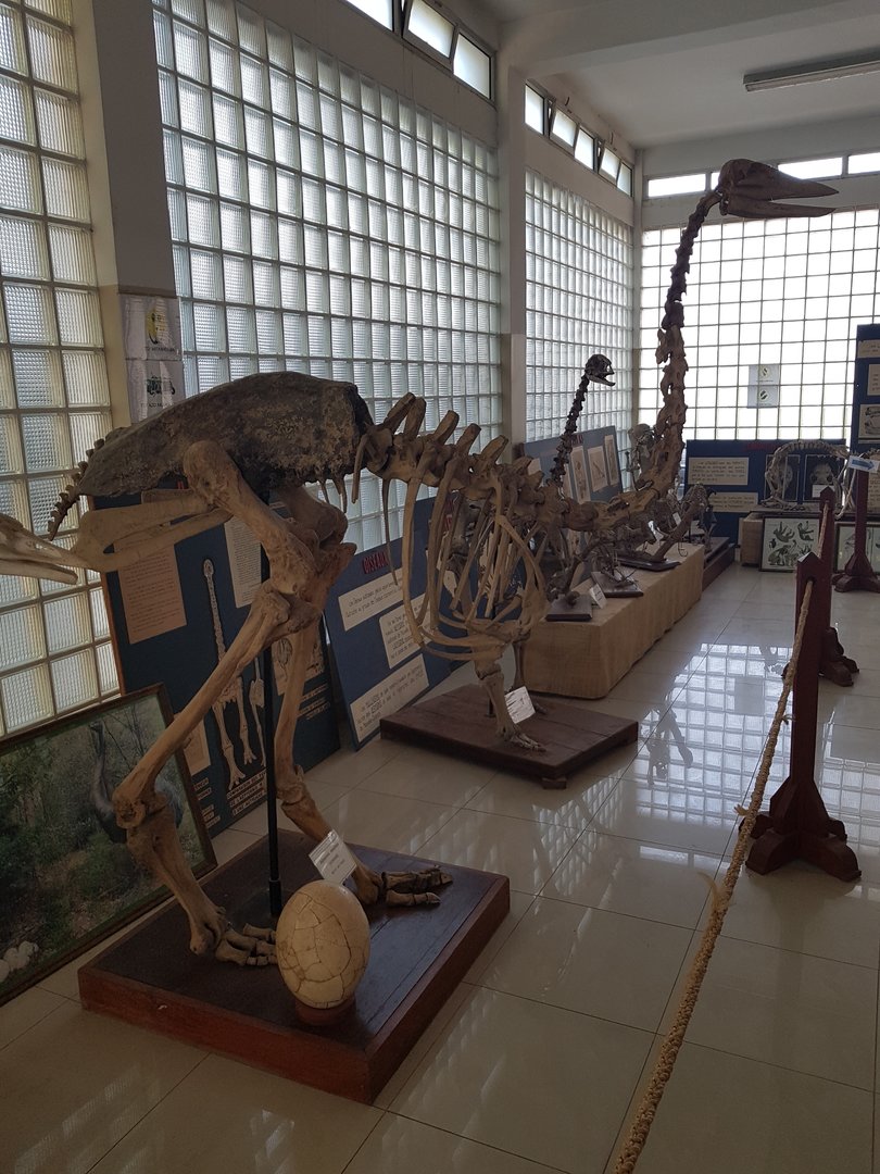 Skeleton of a elephant bird in the small but lovely museum