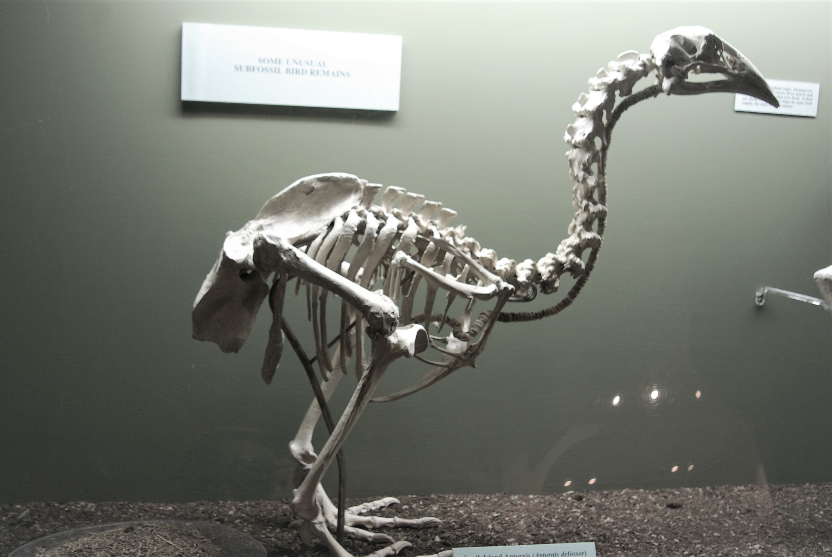 Skeleton of a South Island Adzebill (Aptornis defossor)