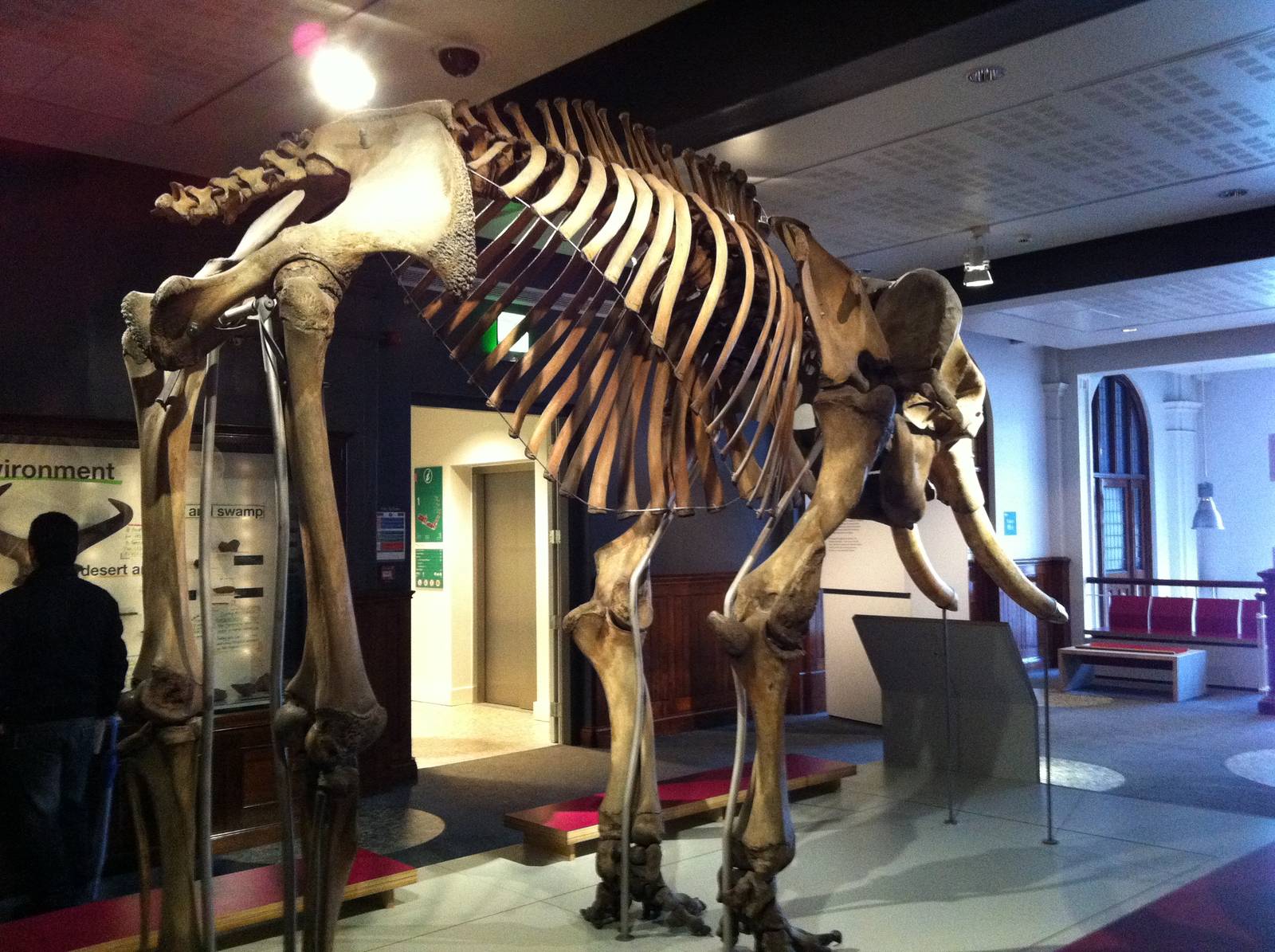 Skeleton of Asian Elephant - Manchester Museum 29.12.10