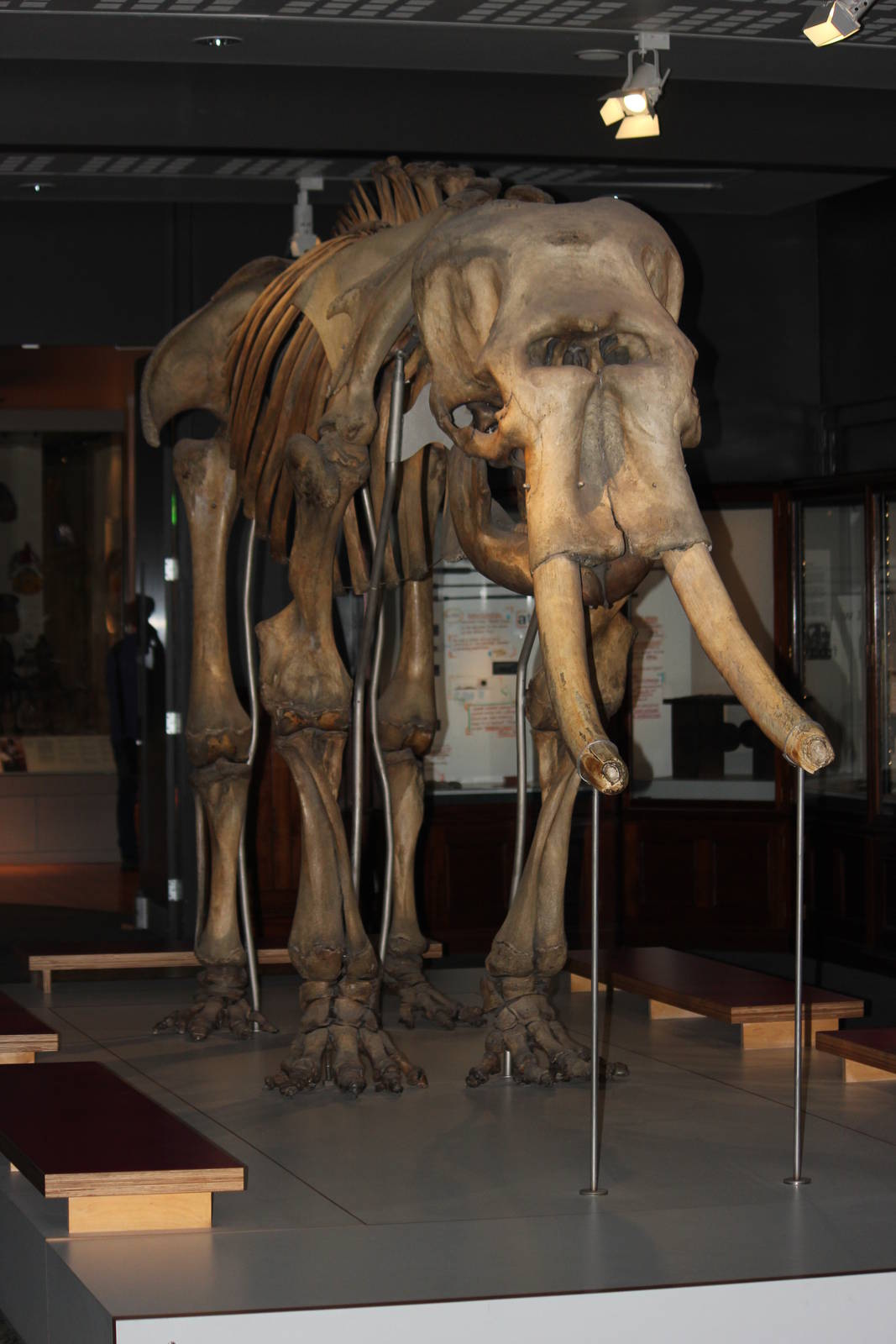Skeleton of Asian elephant