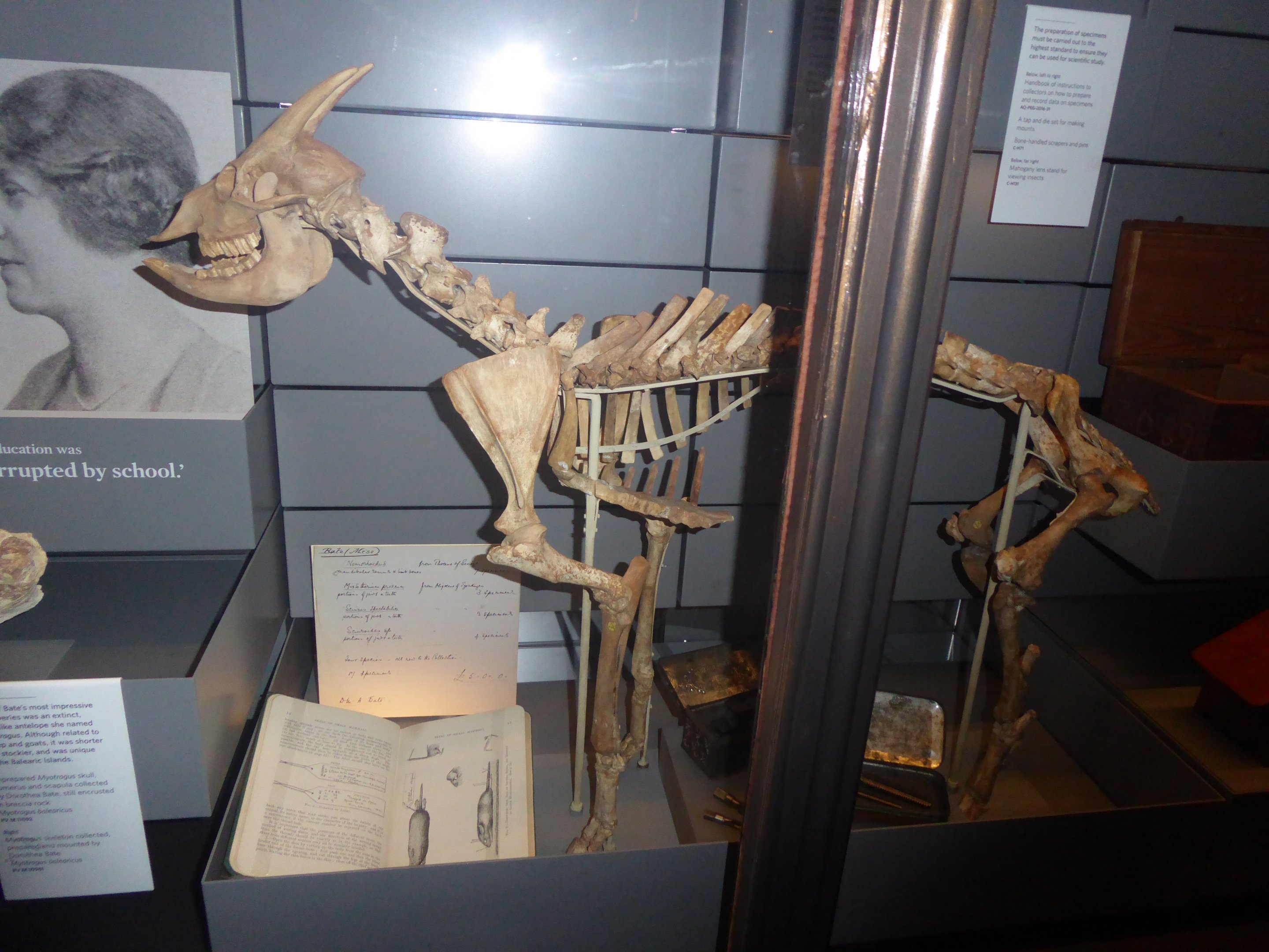 Skeleton of Balearic Island Cave Goat (Myotragus balearicus) at National History Museum, London