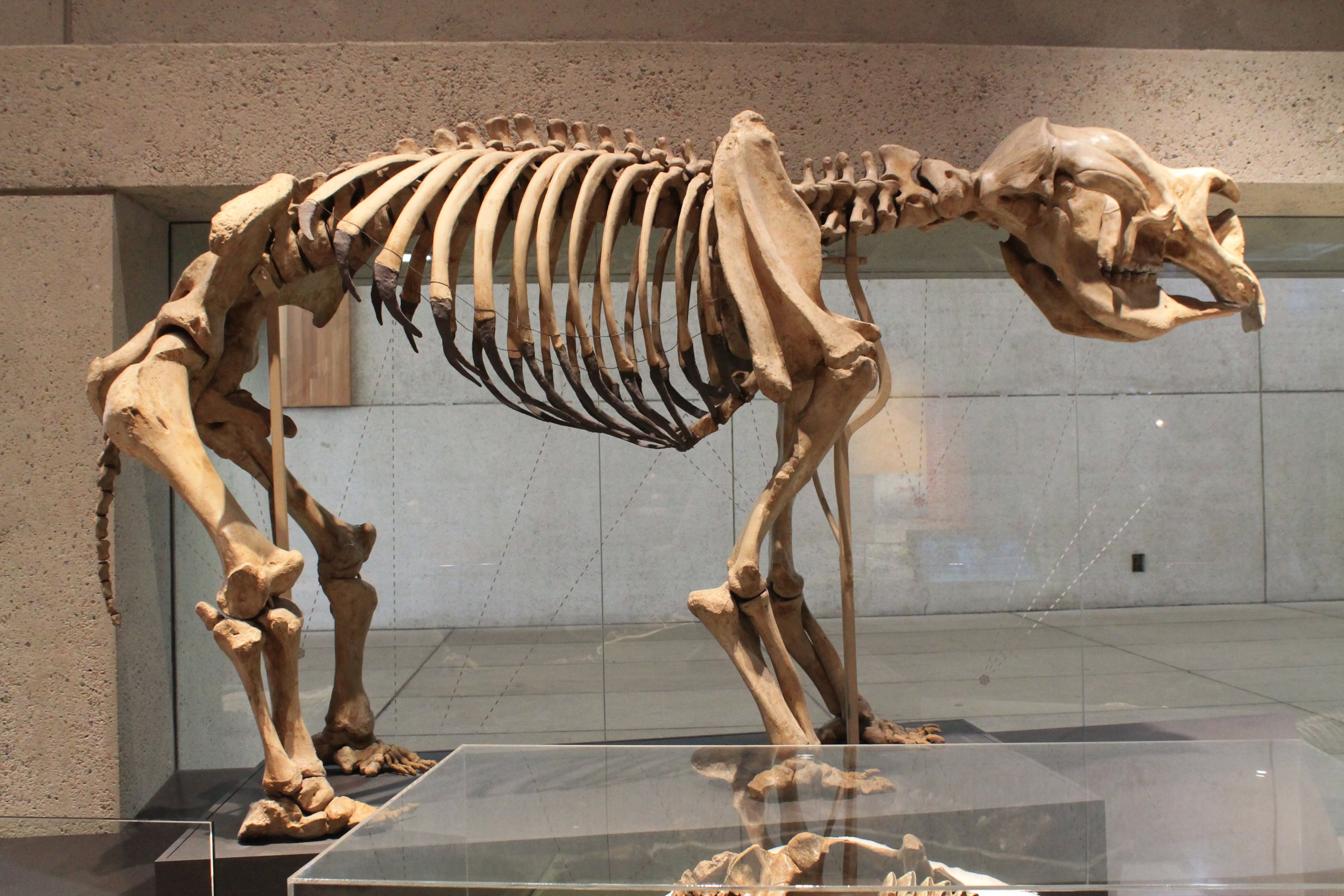 skeleton of Diprotodon optatum