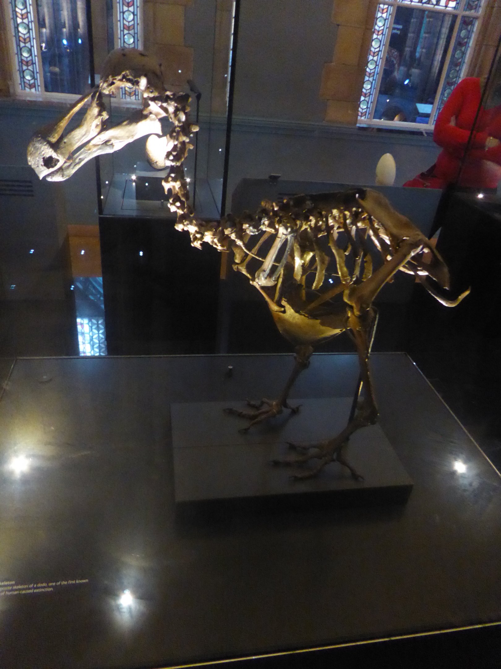 Skeleton of Dodo (Raphus cucullatus) at National History Museum, London