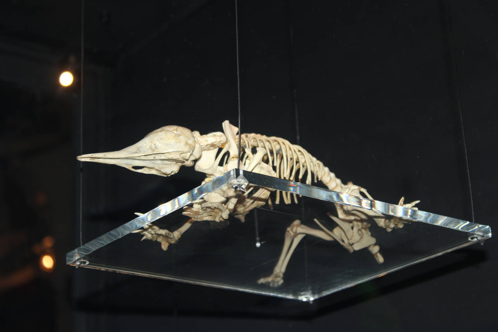 Skeleton of echidna